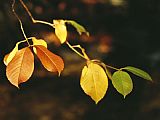 Raymond Gehman Branch of Sassafras Leaves in Fall Colors
