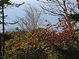 Raymond Gehman Branch with Red Berries Among Mountain Laurel And Leafless Trees