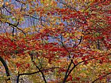 Raymond Gehman Branches of Red Maple Tree Weave a Colorful Fall Tapestry