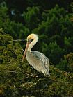 Tiger Prints - Brown Pelican on Tiger Island in Cumberland Sound by Raymond Gehman