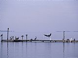 Raymond Gehman Brown Pelicans And Gulls Resting on a Harkers Island Dock