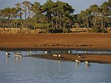 Between Geest And Marsh Prints - Canada Geese And Resting Ducks at The Edge of a Marsh by Raymond Gehman