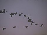 Geese Paintings - Canada Geese Fly in Formation Yellowstone National Park by Raymond Gehman
