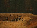 Geese Paintings - Canada Geese on a Raised Dike by Raymond Gehman