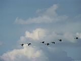 Geese Paintings - Canada Geese Over Red Rocks National Wildlife Refuge Montana by Raymond Gehman