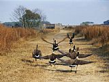 Marsh Prints - Canada Geese Take Flight Along The Fresh Water Marsh Trail by Raymond Gehman