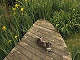 Field of Yellow Irises at Giverny Prints - Cat Relaxing on a Wooden Deck Near Yellow Irises in Bloom by Raymond Gehman