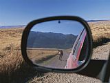 Raymond Gehman Cattle on a Dirt Road Are Reflected in The Rear View Mirror of a Car