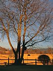 Cherry Prints - Cherry Tree in Waynesboro Pennsylvania by Raymond Gehman