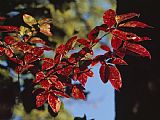 Raymond Gehman Close Up of a Branch of Dogwood Leaves in Rich Red Autumn Hues