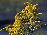Raymond Gehman Close Up of Goldenrod Flowers