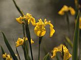 Raymond Gehman Close Up of Yellow Irises in Bloom