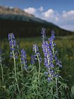 Raymond Gehman Close View of a Larkspur Flower Delphinium Species