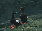 Pair Prints - Close View of a Pair of Pigeon Guillemots Cepphus Columba by Raymond Gehman