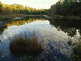 Calm Prints - Clouds And Trees Casting Reflections in a Calm Pond by Raymond Gehman