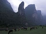 Raymond Gehman Cows Graze on Grassy Banks of The Li River Guilin Guangxi China