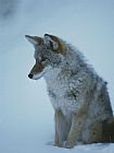 Winter Park Prints - Coyote with Winter Coat Yellowstone National Park Wyoming by Raymond Gehman