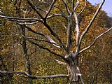 Raymond Gehman Dead Tree Snag with Autumn Hued Trees Around It