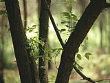 Cherry Prints - Delicate Leaves on a Backlit Black Cherry Tree by Raymond Gehman