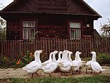 Geese Paintings - Domestic Geese on a Street in Bialowieza by Raymond Gehman