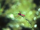 Raymond Gehman Dragonfly Yangdi Valley Guilin Guangxi China painting