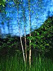 Aspen Prints - Early Summer Leaves of Aspen Trees Stand Out Against a Twilight Sky by Raymond Gehman