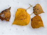 Aspen Prints - Fallen Aspen Leaves in Snow Near Moraine Lake by Raymond Gehman