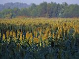 Raymond Gehman Field of Sorghum Grown for Wildlife Habitat
