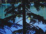 Raymond Gehman Fir Tree in Silhouette Partially Obscures a Blue Mountain Lake
