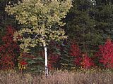 Aspen Prints - Flaming Shrubs And a Slender Quaking Aspen Glow Against a Canvas of Lodgepole Pine And Spruce by Raymond Gehman