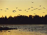 Geese Paintings - Flock of Geese Flies Over a Manitoba Lake at Sunset by Raymond Gehman