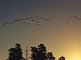 Geese Paintings - Flock of Geese Take Flight As The Sun Sets on a Manitoba Park by Raymond Gehman
