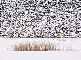 Between Geest And Marsh Prints - Frozen Pond Marsh Grass And Talus Slope Yellowstone National Park by Raymond Gehman