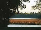 Between Geest And Marsh Prints - Grasses in a Marsh Surrounded by Trees by Raymond Gehman
