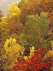 Raymond Gehman Hardwood Forest with Maple And Oak Trees in The Fall