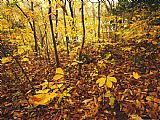Raymond Gehman Hickory Saplings in Autumn Colors Along The Cape Fear River