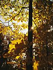 Raymond Gehman Hickory Tree in Golden Fall Color Along The Appalachian Trail
