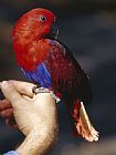 Raymond Gehman Hiker's Pet Bird Solomon Island Eclectus Rests on His Finger