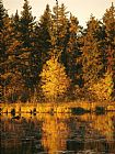 Raymond Gehman Late Afternoon View of a Lakeside Tree in Fall Foliage
