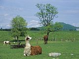 Raymond Gehman Llama Resting in a Field Near Grazing Horses