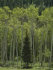 Aspen Prints - Lone Evergreen Amongst Aspen Trees with Spring Foliage by Raymond Gehman