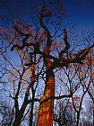 Raymond Gehman Looking Up at an Old Snag Against a Blue Sky at Sunset