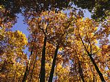Raymond Gehman Looking Up Into a Stand of Trees in Autumn Hues at a Picnic Area