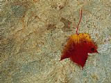 Raymond Gehman Maple Leaf on a Rock in The Fall