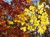 Raymond Gehman Maple Leaves Glowing Yellow And Orange in Autumn