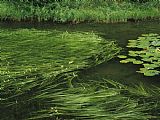 Between Geest And Marsh Prints - Marsh Grasses And Pond Lilies Isa Lake on The Continental Divide by Raymond Gehman