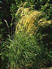Chinese Prints - Miscanthus Or Chinese Silver Grass by Raymond Gehman