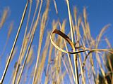 Chinese Prints - Miscanthus Or Chinese Silver Grass Against a Blue Sky by Raymond Gehman