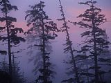 Raymond Gehman Morning Fog Shrouds Silhouetted Evergreen Trees