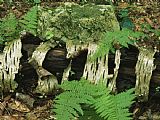 Raymond Gehman Moss Covered Birch Log And Ferns at The Thuya Garden painting